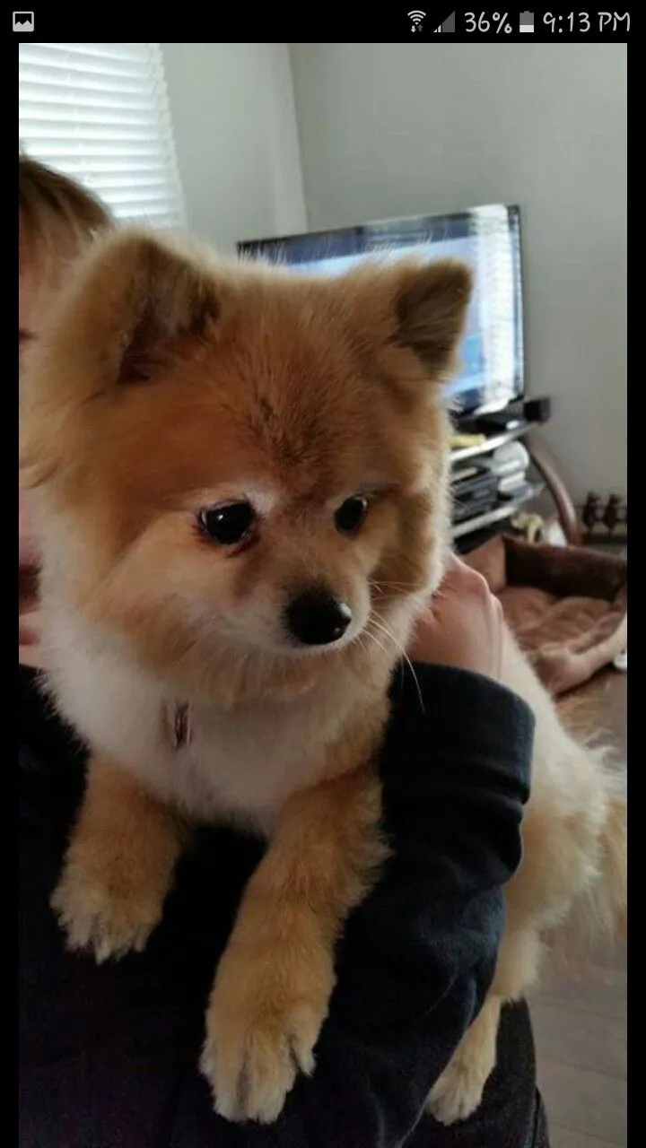 49934 corgi diecast marketplace