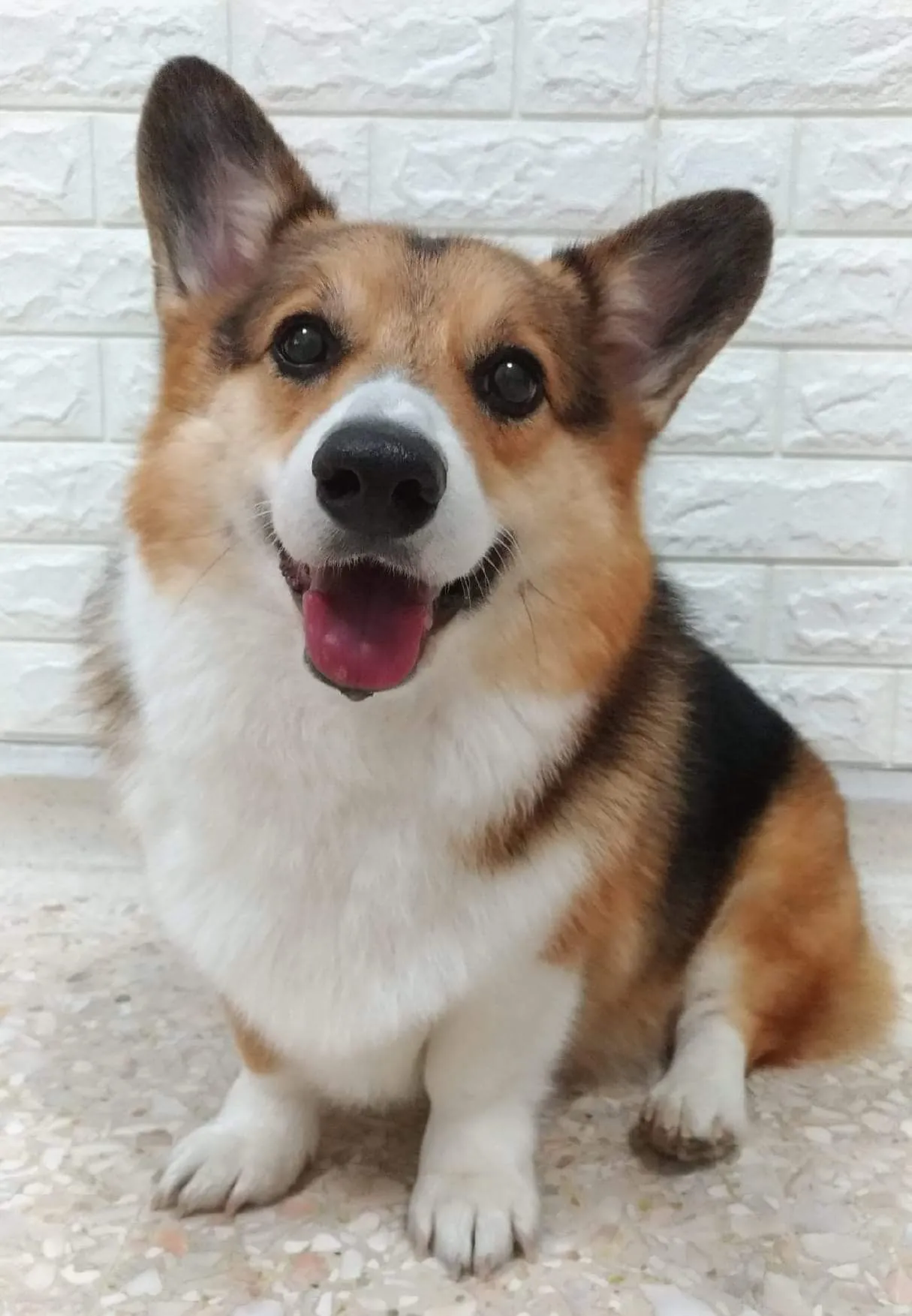 49934 corgi diecast models